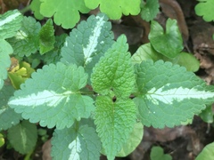 Lamium maculatum