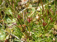 Juncus scheuchzerioides