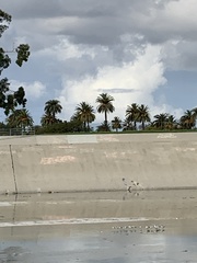 Recurvirostra americana