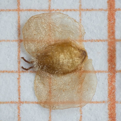 Betula × aurata