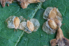 Betula × aurata