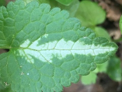 Lamium maculatum
