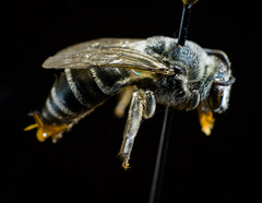 Colletes latitarsis