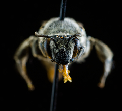 Colletes latitarsis