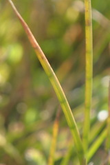 Juncus scheuchzerioides