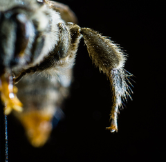 Colletes latitarsis