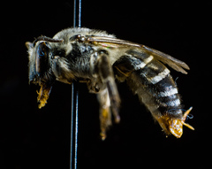 Colletes latitarsis