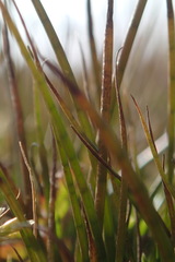 Juncus scheuchzerioides