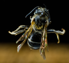 Lasioglossum zonulus