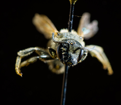 Lasioglossum zonulus