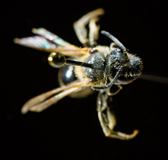 Lasioglossum zonulus