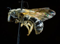 Lasioglossum zonulus