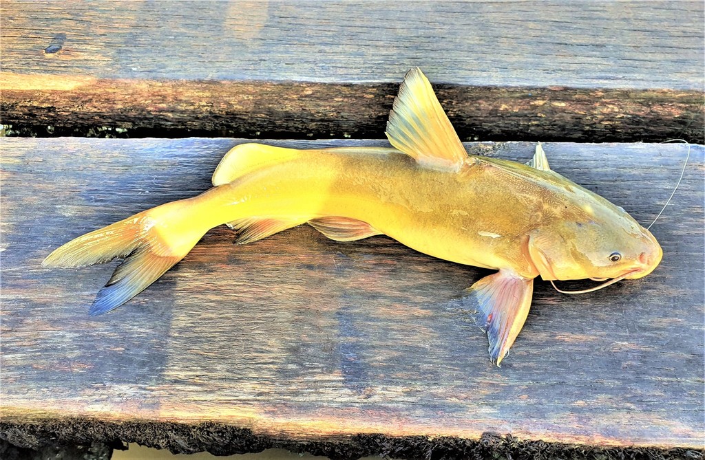 Geelbagger (Sciades parkeri) — Ariidae