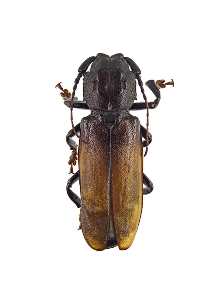 Basitoxina