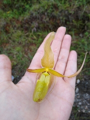 Phragmipedium longifolium