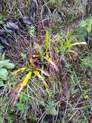 Phragmipedium longifolium
