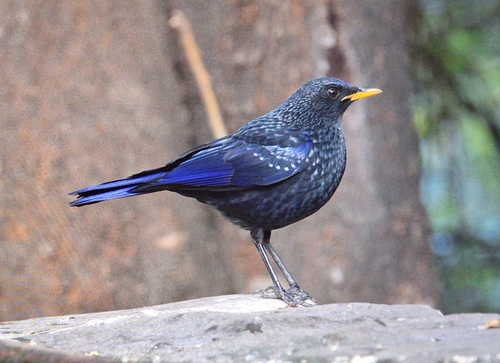 Blue Whistling-Thrush