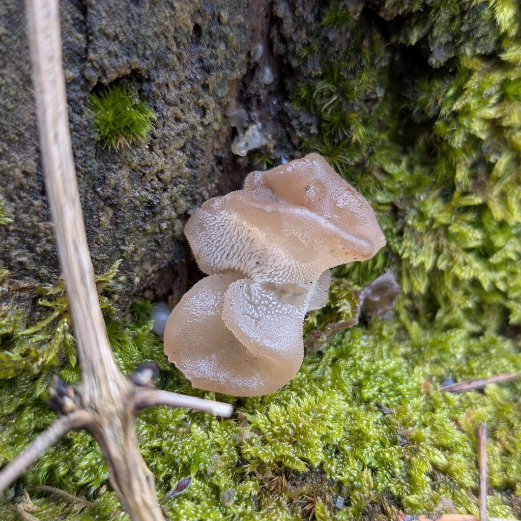 Pseudohydnum gelatinosum · February 2026 · photo: © grid33 (iNaturalist, cc-by)