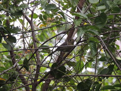 Vireo gundlachii
