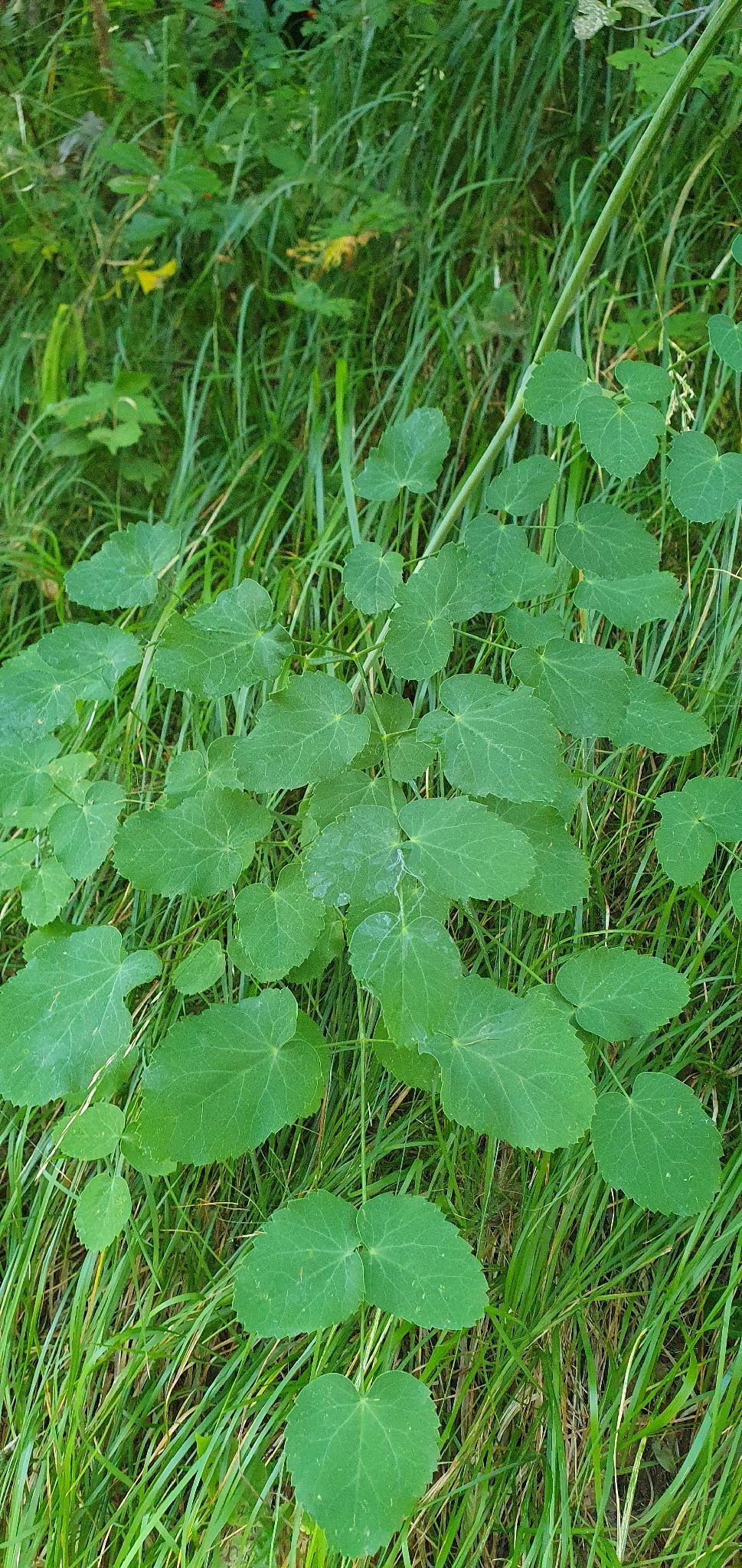 Broad-Leaved Sermountain (Laserpitium latifolium)
