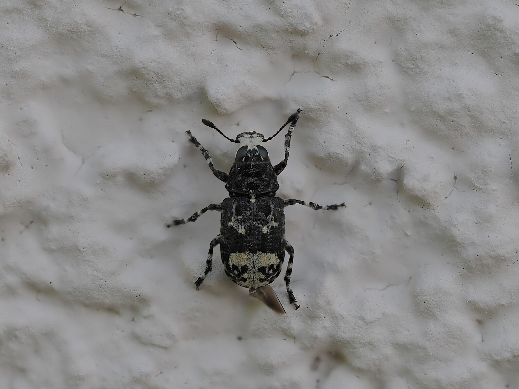 Tropideres albirostris