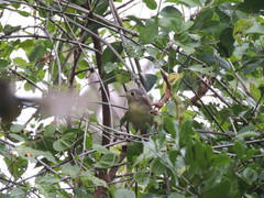 Vireo gundlachii
