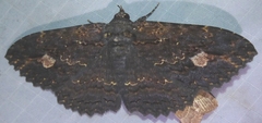 Anisoneura salebrosa