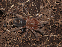 Plesiopelma longisternale