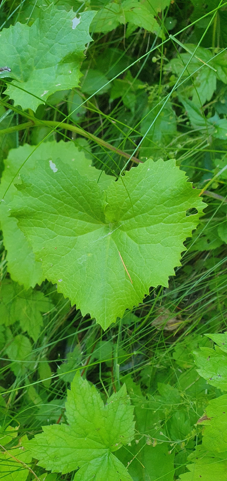 Adenostyles Alpina (Adenostyles alpina)