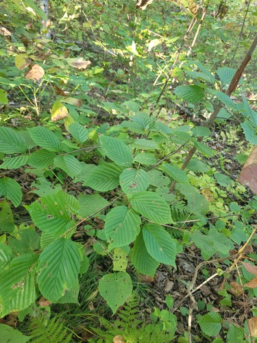 Alder-leaved Whitebeam (Alniaria alnifolia)