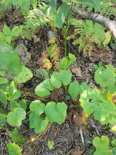 Plagiorhegma dubium, photograph 4