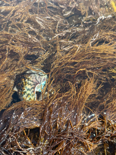 Lunella undulata