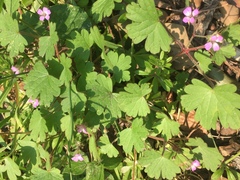 Geranium rotundifolium