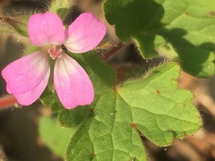 Geranium rotundifolium