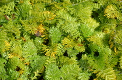 Leptinella plumosa