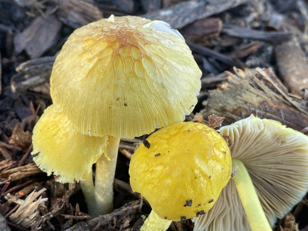 Bolbitius sp. 'variicolor-IN1'