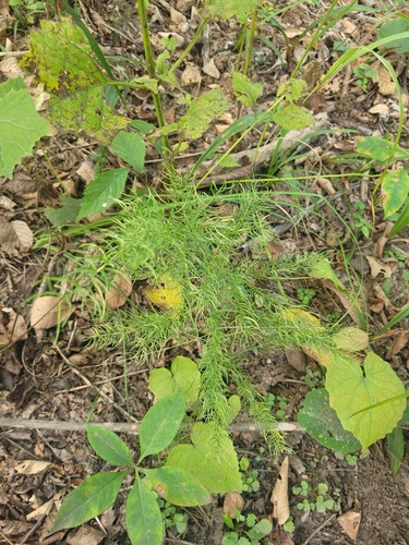 Schoberia-like asparagus (Asparagus schoberioides)