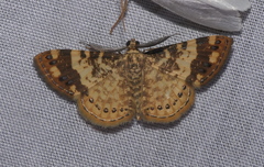 Aplogompha lafayi
