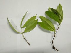 Eugenia sancarlosensis