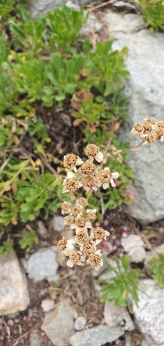 Simple-leaved Milfoil (Achillea erba)