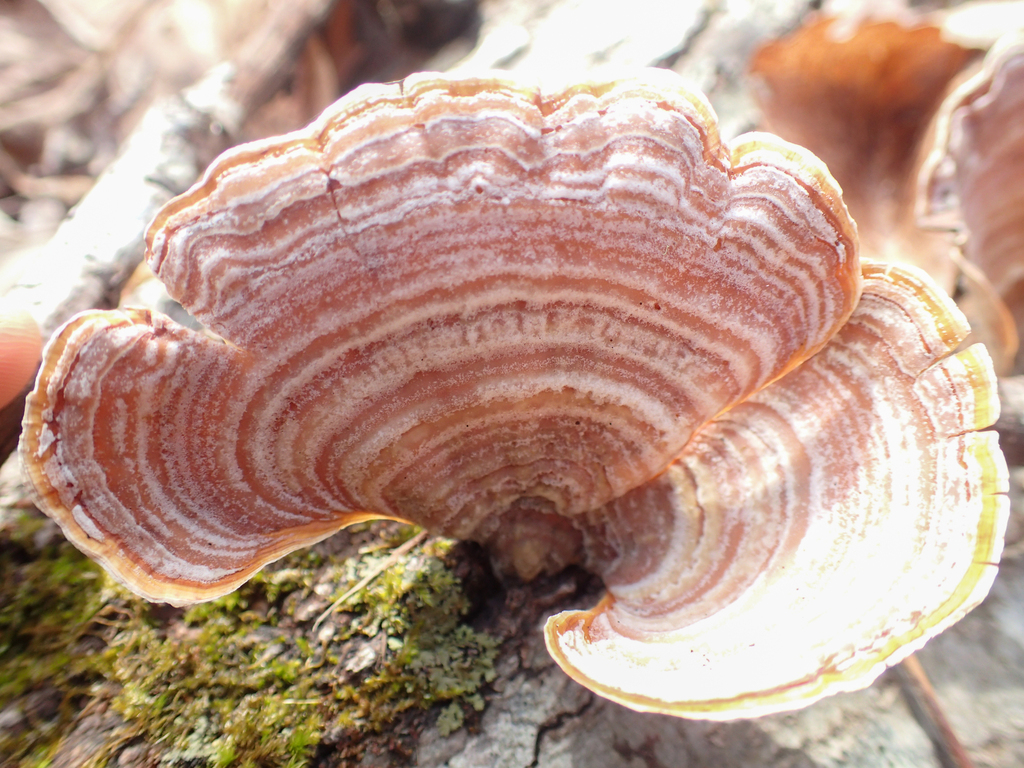 Stereum lobatum · February 2026 · photo: © jweaver22 (iNaturalist, cc-by)