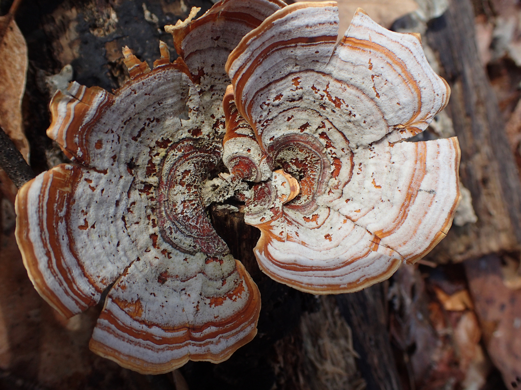 Stereum lobatum · February 2026 · photo: © jweaver22 (iNaturalist, cc-by)