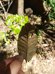Brosimum alicastrum