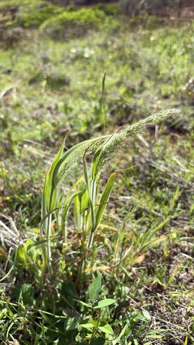 Panicum torridum observed 2026-02-27