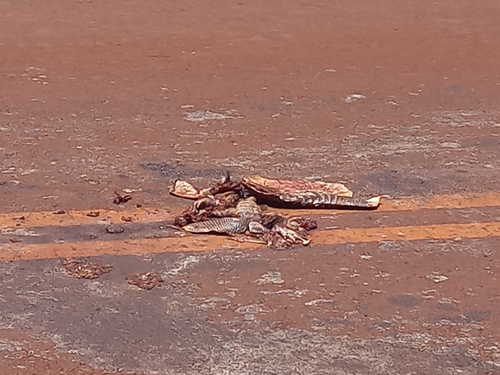 Armadillo de nueve bandas observed by thomasgoossen
