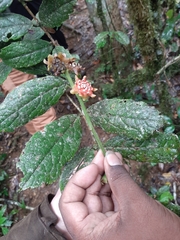 Monimiaceae