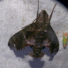Nyceryx tacita