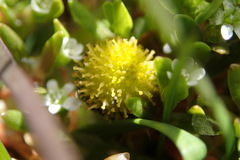 Leptinella plumosa