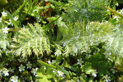 Leptinella plumosa