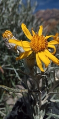 Senecio mairetianus